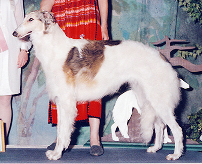 2002 Futurity Bitch, 18 months and under 21 - 1st