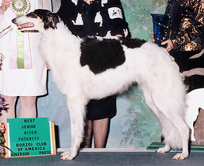 2002 Futurity Bitch, 21 months and under 24 - 1st