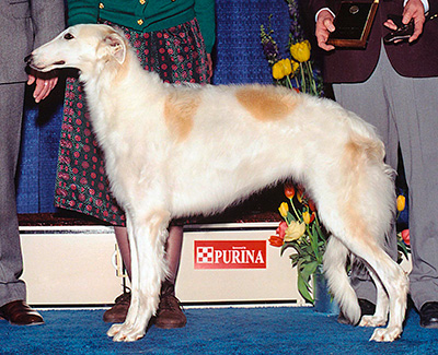 2002 Futurity Bitch, 21 months and under 24 - 2nd