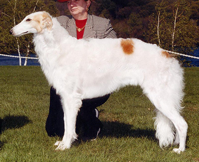 2002 Futurity Bitch, 21 months and under 24 - 3rd