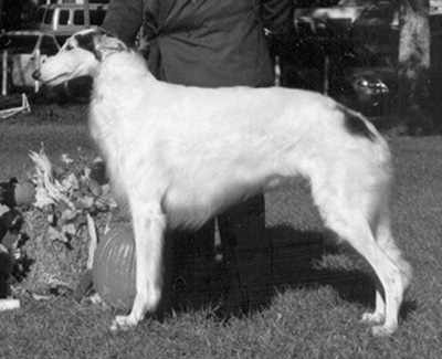 2002 Futurity Dog, 18 months and under 21 - 2nd