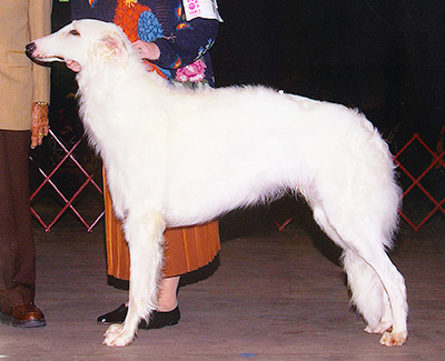 2002 Futurity Dog, 18 months and under 21 - 3rd