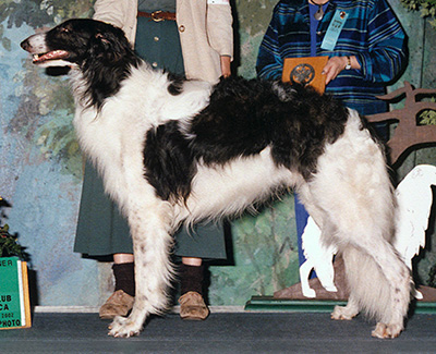 2002 Reserve Winners Dog