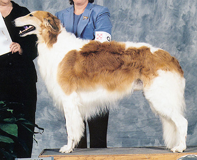 2002 Stud Dog Class - 2nd