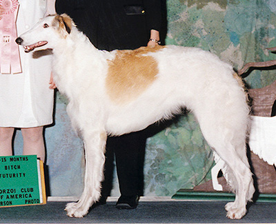 2002 Puppy Sweepstakes Bitch, 12 months and under 15 - 2nd