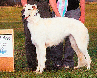 2002 Puppy Sweepstakes Bitch, 12 months and under 15 - 4th