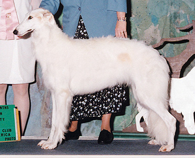 2002 Puppy Sweepstakes Bitch, 15 months and under 18 - 2nd