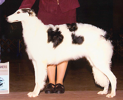 2002 Puppy Sweepstakes Bitch, 6 months and under 9 - 2nd