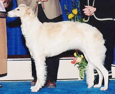 2002 Puppy Sweepstakes Bitch, 9 months and under 12 - 4th