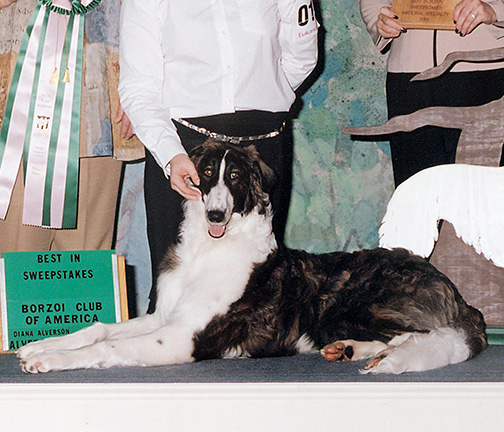 2002 Puppy Sweepstakes Dog, 6 months and under 9 - 1st 