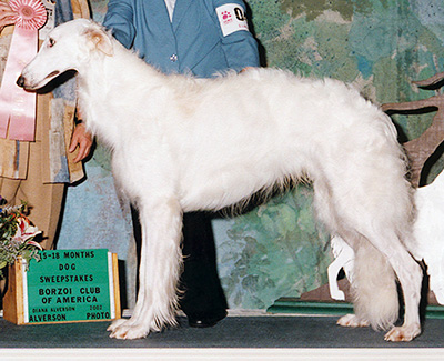 2002 Puppy Sweepstakes Dog, 15 months and under 18 - 1st