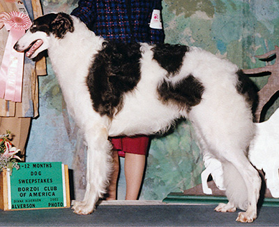 2002 Puppy Sweepstakes Dog, 9 months and under 12 - 1st