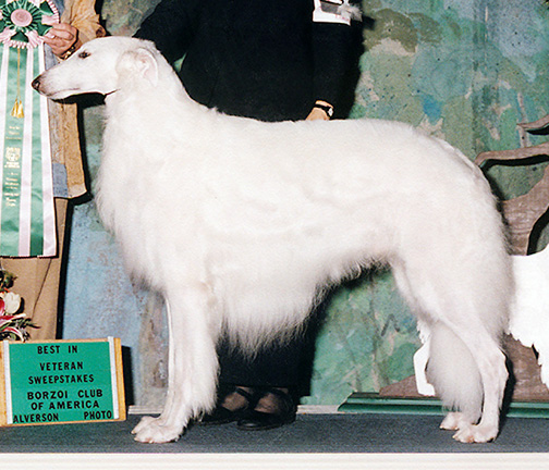 2002 Veteran Sweepstakes Dog, 8 years and under 9 - 1st