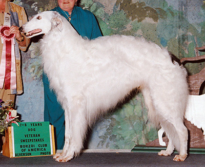 2002 Veteran Sweepstakes Dog, 7 years and under 8 - 1st