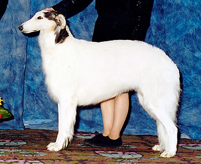 2003 Award of Merit