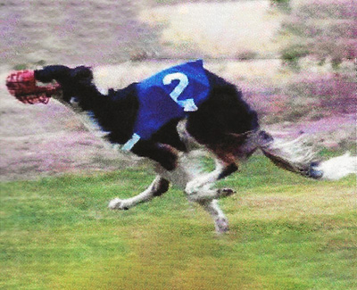 2003 ASFA Lure Coursing Open A 4th