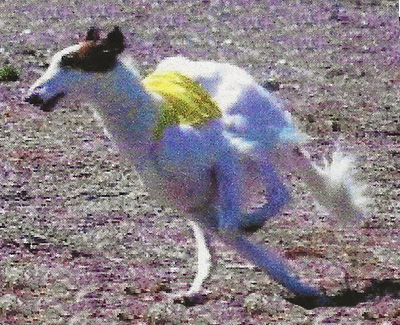 2003 ASFA Lure Coursing Open A NBQ