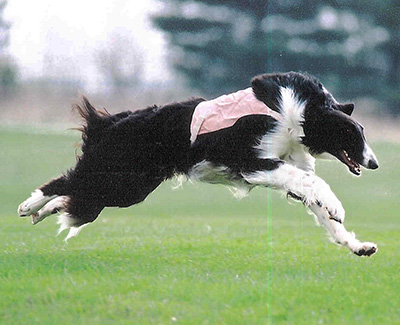 2003 ASFA Lure Coursing Special 1st