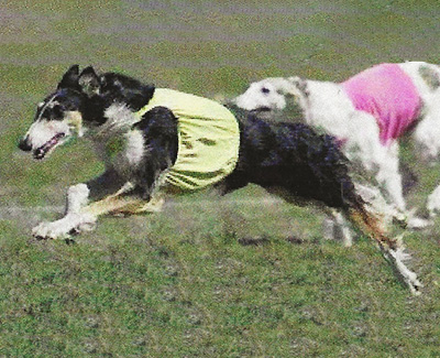 2003 ASFA Lure Coursing Field Champion 3rd