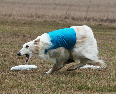 2003 ASFA Lure Coursing Field Champion 4th