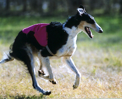 2003 ASFA Lure Coursing Field Champion NBQ