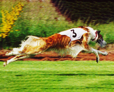 2003 ASFA Lure Coursing Veteran 2nd