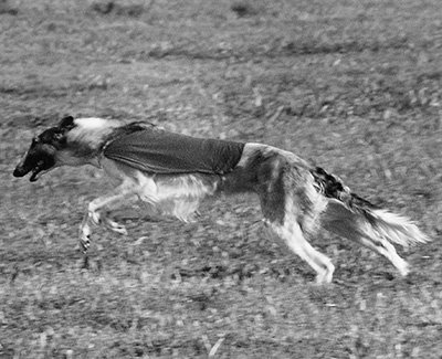 2003 ASFA Lure Coursing Veteran 4th