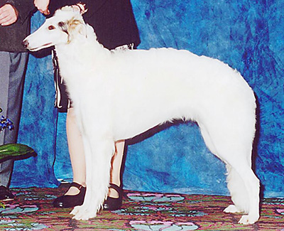 2003 Puppy Sweepstakes Bitch, 6 months and under 9 - 3rd