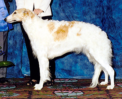 2003 Bitch, Bred by Exhibitor - 1st