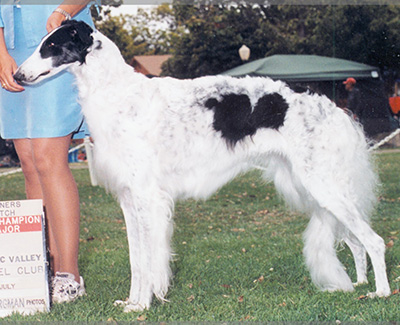2003 Bitch, Bred by Exhibitor - 4th