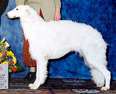 2003 Puppy Sweepstakes Dog, 15 months and under 18 - 1st