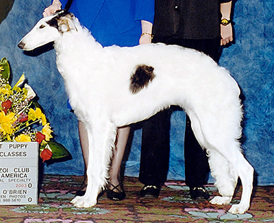 2003 Best Puppy