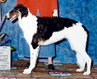 2003 Dog, 6 months and under 9 - 3rd