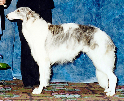 2003 Dog, 9 months and under 12 - 1st