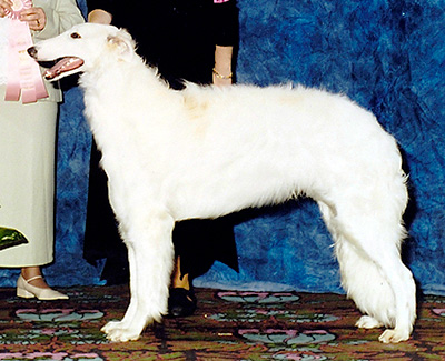 2003 Dog, 9 months and under 12 - 2nd