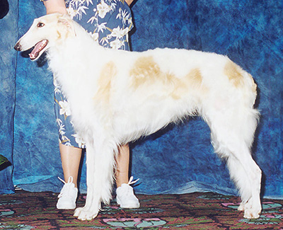 2003 Dog, Amerian Bred - 1st