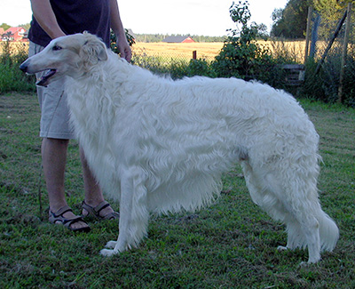2003 Dog, Bred by Exhibitor - 3rd