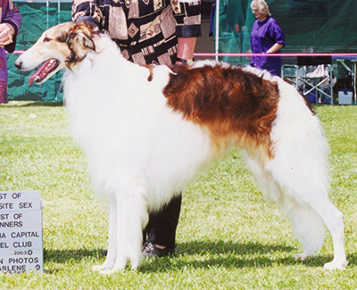 2003 Dog, Bred by Exhibitor - 4th