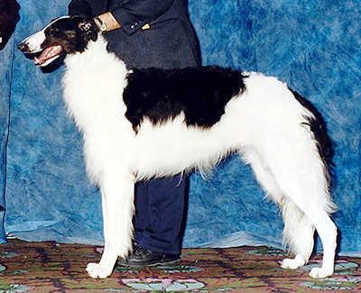 2003 Dog, Novice - 1st