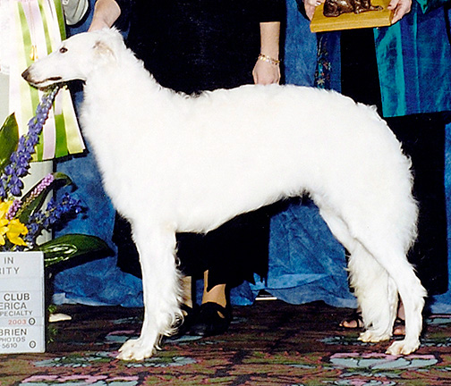 2003 Bitch, Bred by Exhibitor - 2nd