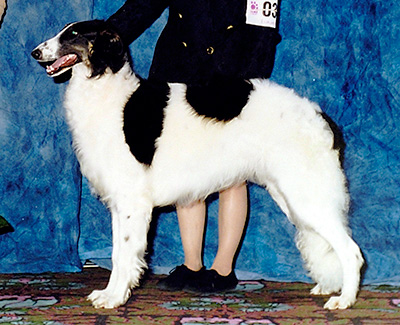 2003 Puppy Sweepstakes Dog, 9 months and under 12 - 1st