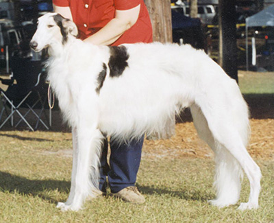 2003 Futurity Dog, 9 months and under 12 - 4th