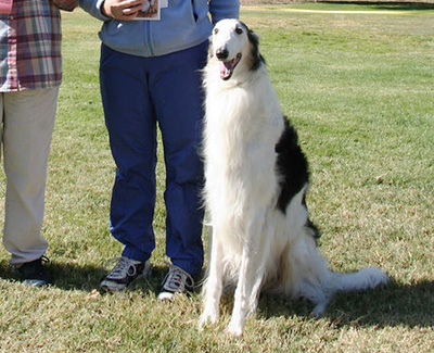 2003 Obedience Novice Class 'B' - 2nd