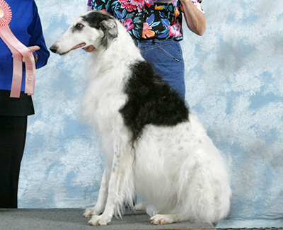 2003 Obedience Veteran Class - 3rd