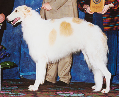 2003 Reserve Winners Dog