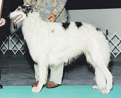 2003 Puppy Sweepstakes Dog, 15 months and under 18 - 2nd