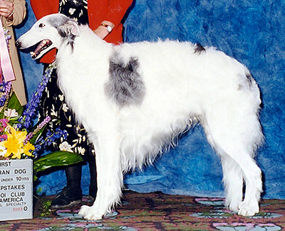 2003 Veteran Sweepstakes Dog, 9 years and under 10 - 1st