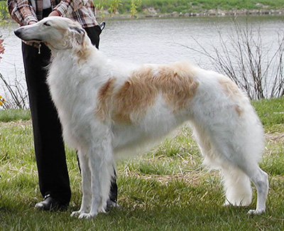 2004 Award of Merit