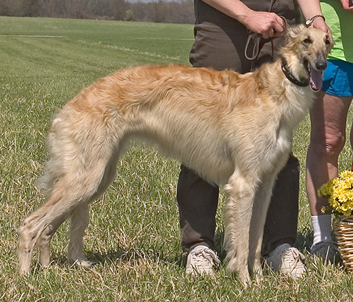 2004 ASFA Lure Coursing Best of Breed