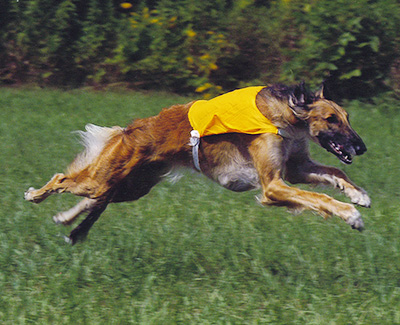 2004 ASFA Lure Coursing Open 1st